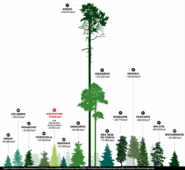 FSCF_infographie-perte-forets-la-nacion